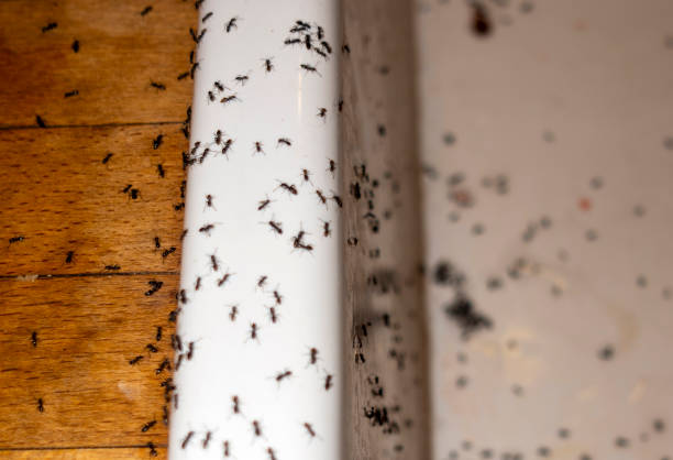 Best Emergency Pest Control  in Laurel, MS
