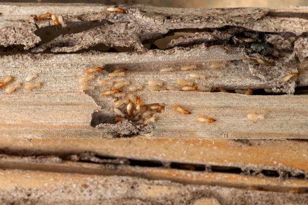 Best Flea Control Services  in Laurel, MS
