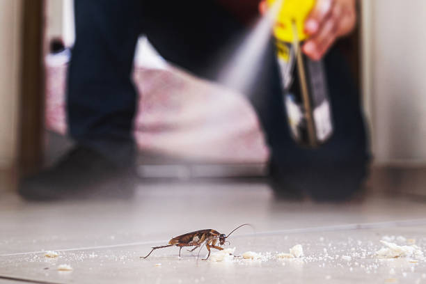 Reliable Laurel, MS Pest Control Solutions